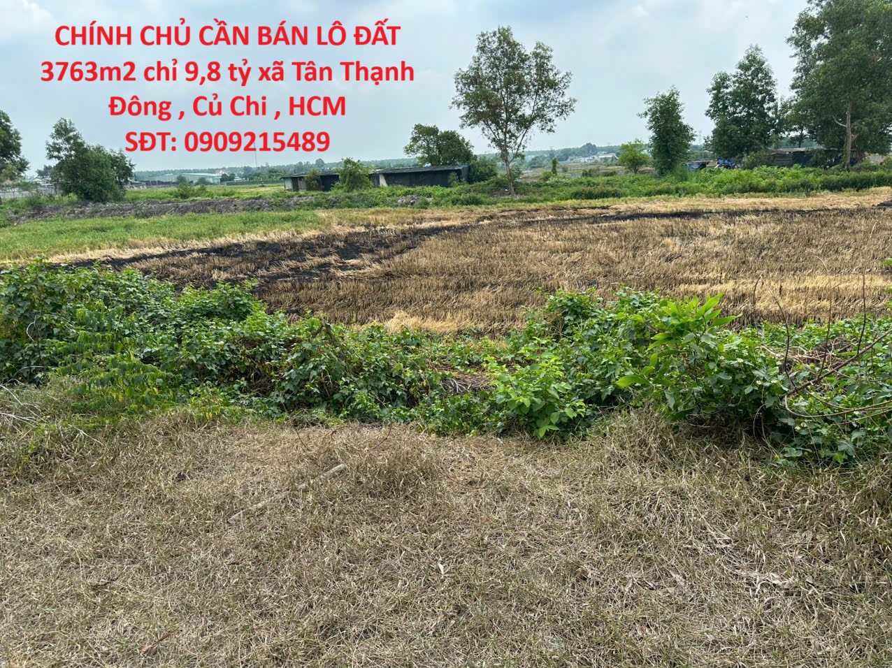 CHÍNH CHỦ CẦN BÁN LÔ ĐẤT 3763m2 chỉ 9,8 tỷ xã Tân Thạnh Đông , Củ Chi , HCM - Ảnh chính
